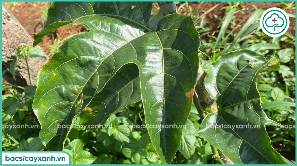 Đốm dầu trên chanh dây